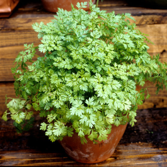 OSC Chervil Seeds - Packet