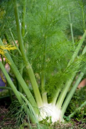 OSC Florence Fennel Seeds - Packet