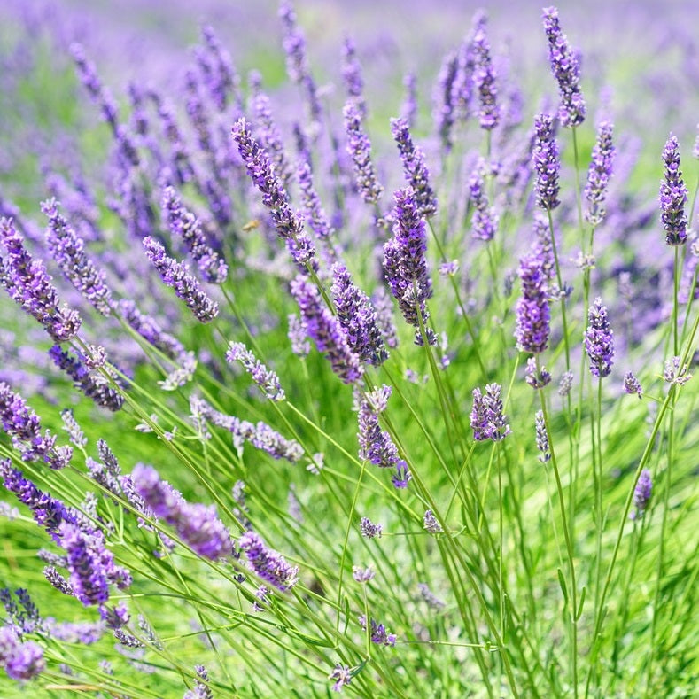 OSC Lavender Herb - Packet