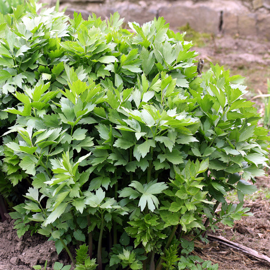 OSC Lovage Seeds - Packet