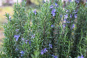 OSC Rosemary Seeds - Packet