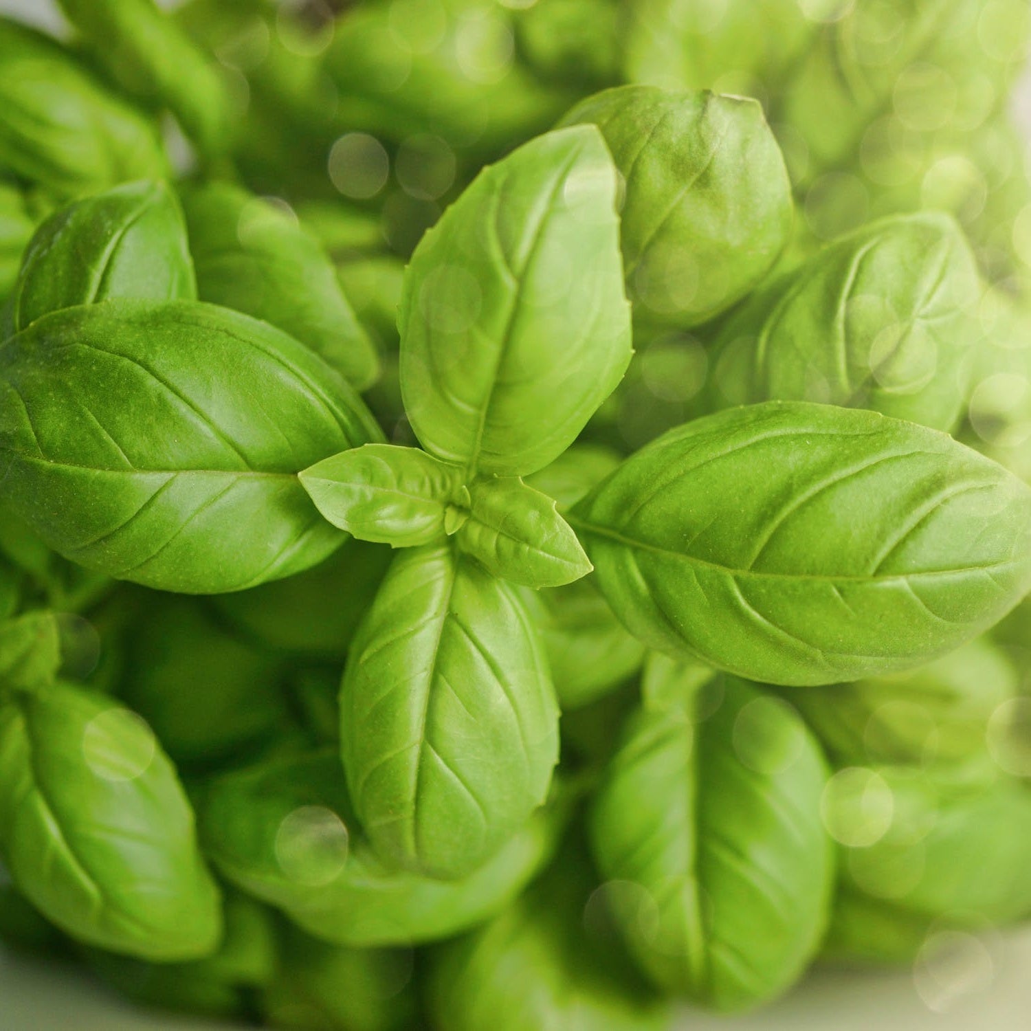 OSC Sweet Basil Seeds - Packet