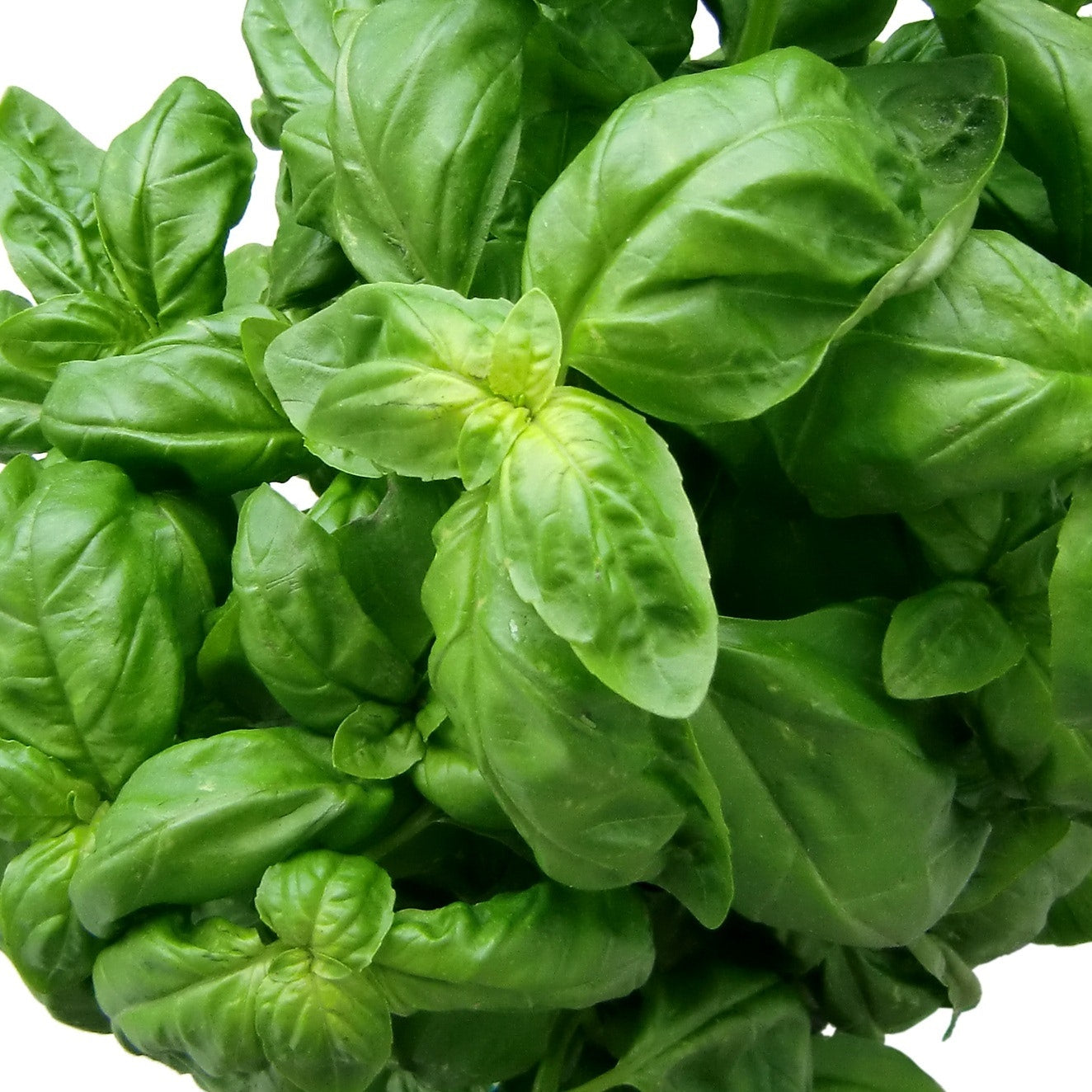 OSC Genovese Basil Seeds - Packet