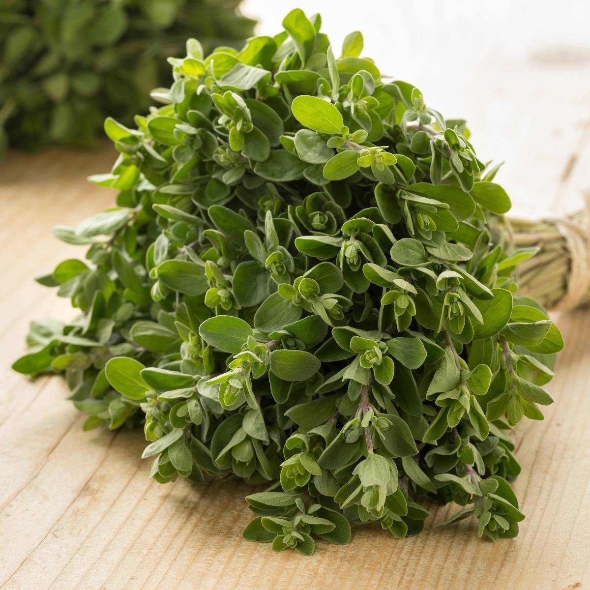 OSC Sweet Marjoram Seeds - Packet