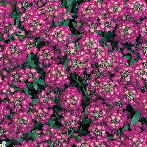 OSC Royal Carpet Alyssum Seeds - Packet