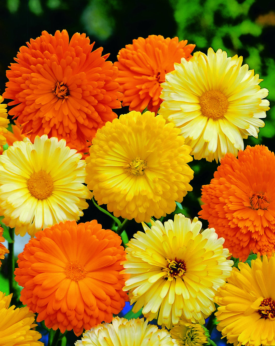 OSC Pacific Beauty Mixed Calendula Seeds - Packet