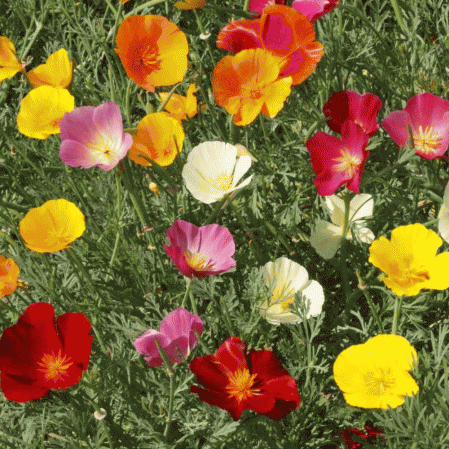 OSC California Poppy Seeds (Mixed Colours) - Packet