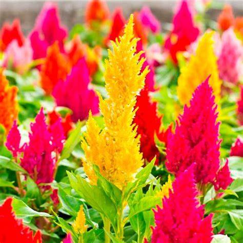 OSC Mixed Colours Celosia Plumosa Seeds - Packet