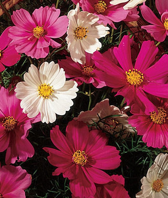 OSC Early Sensation Mixed Cosmos Seeds - Packet