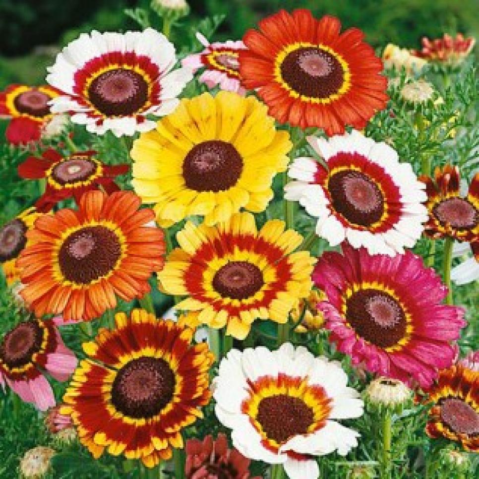OSC Formula Mixed Chrysanthemum Seeds (Tricolor-Daisy) - Packet