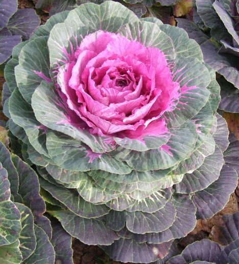OSC Fall Colour Flowering Cabbage Seeds - packet