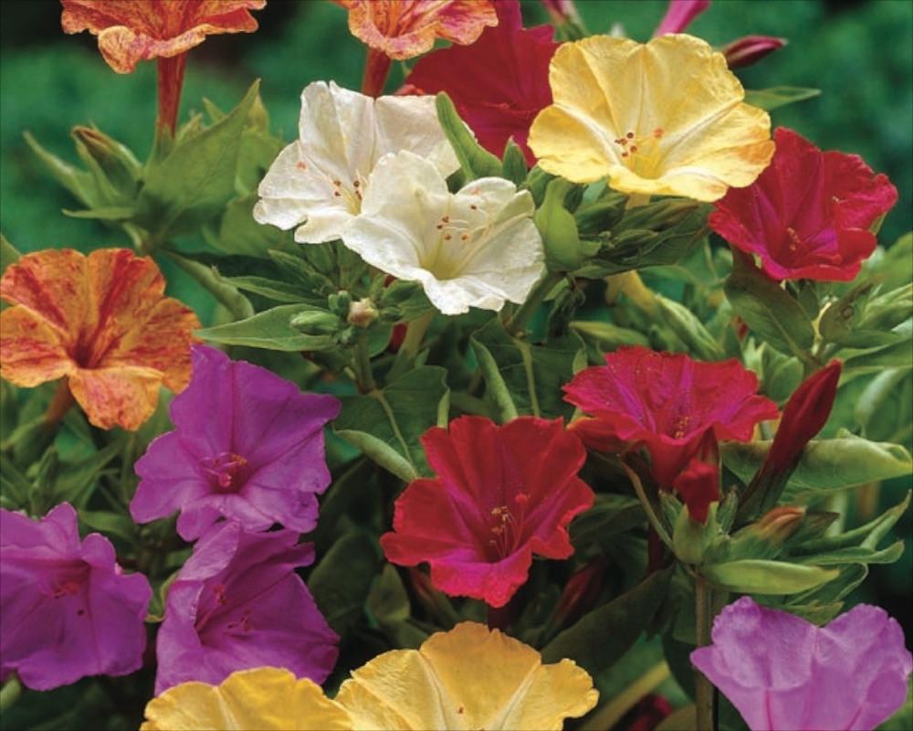 OSC Marvel of Peru Mixture Four O’Clocks Seeds - Packet