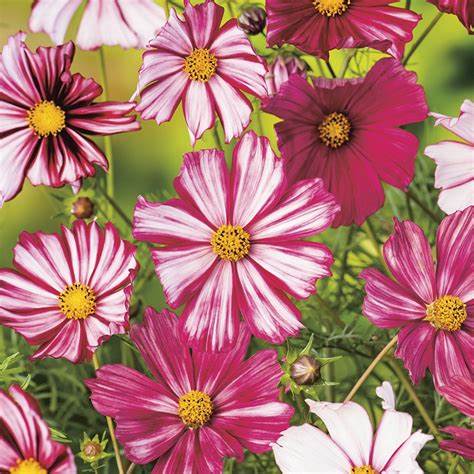 OSC Cosimo Purple-Red-White Cosmos Seeds - Packet