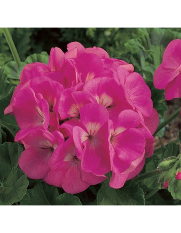 maverick series geranium seeds OSC Pink Geranium Seeds (Maverick Series)