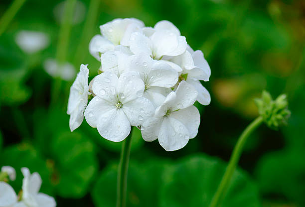 OSC White Geranium Seeds (Maverick Series) - Packet