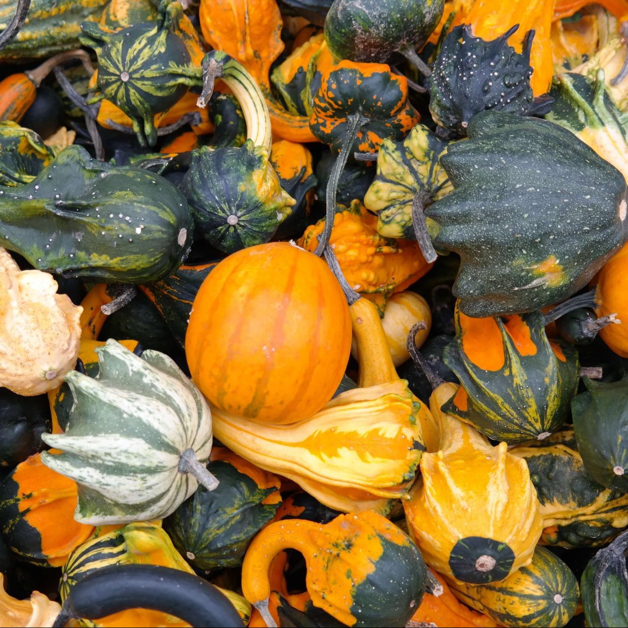 OSC Ornamental Mixed Gourd Seeds - Packet