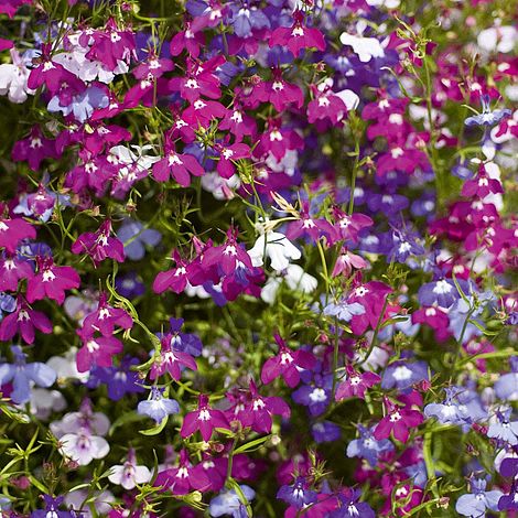 OSC Cascade Mixture Multi-Coloured Lobelia Seeds - Packet