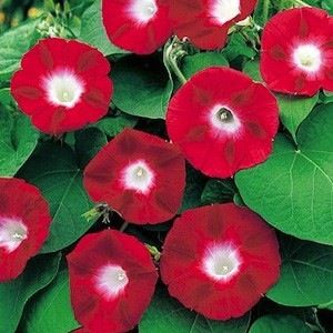 OSC Crimson Rambler Morning Glory Seeds - Packet