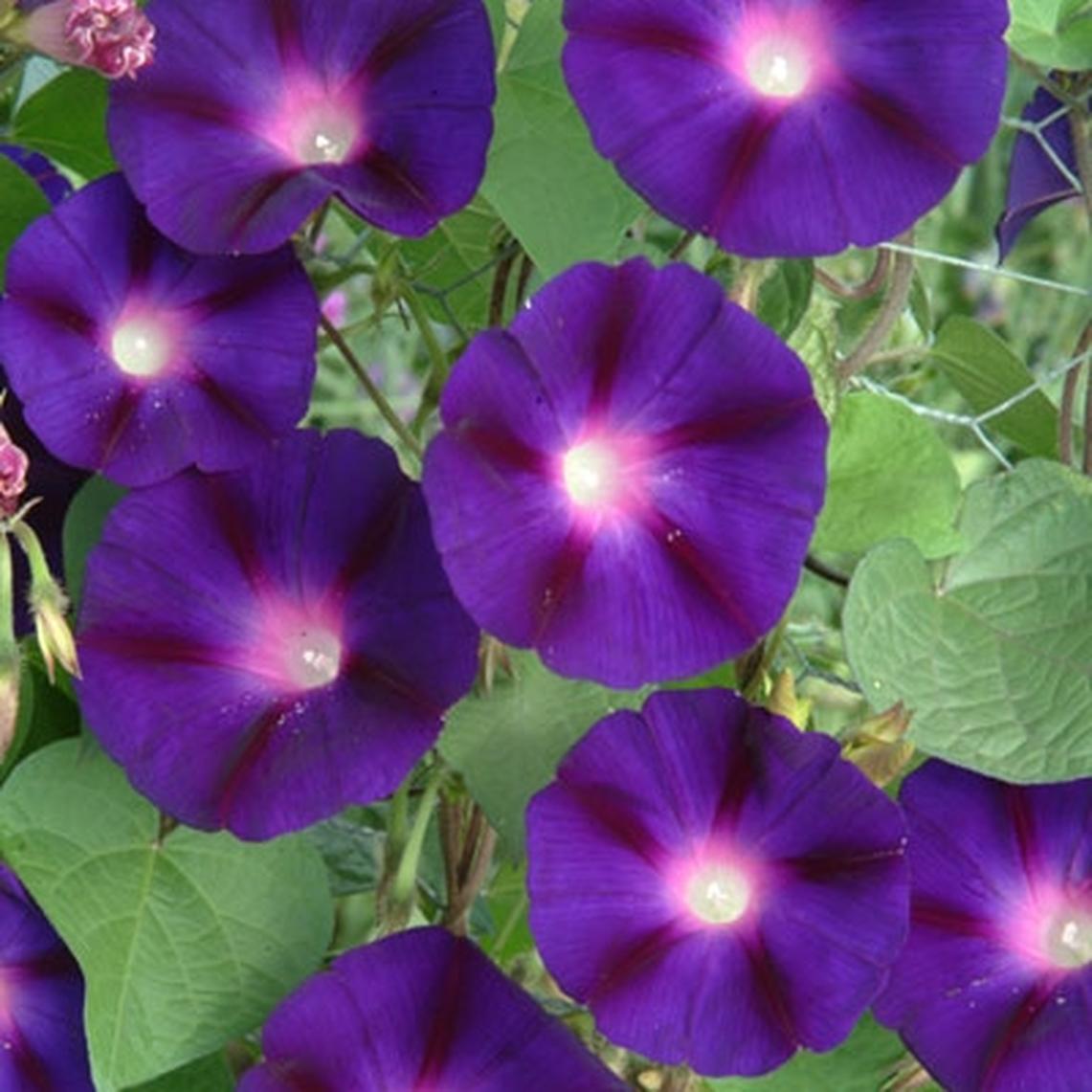 OSC Grandpa Ott Morning Glory Seeds - Packet