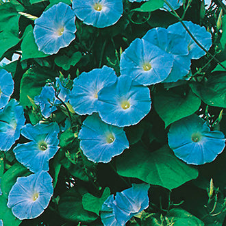 OSC Heavenly Blue Morning Glory Seeds - Packet