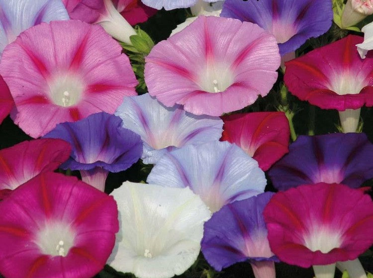 OSC Mixed Colours Morning Glory Seeds - Packet