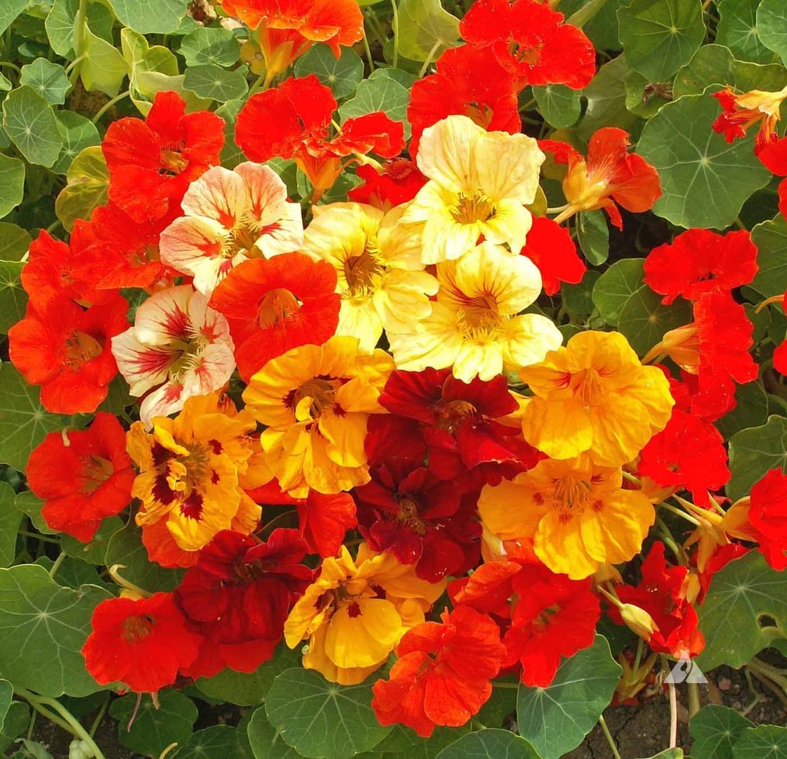 OSC Dwarf Jewel Mixed Nasturtium Seeds - Packet