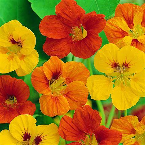 OSC Tall Climbing Mixed Nasturtium Seeds - Packet