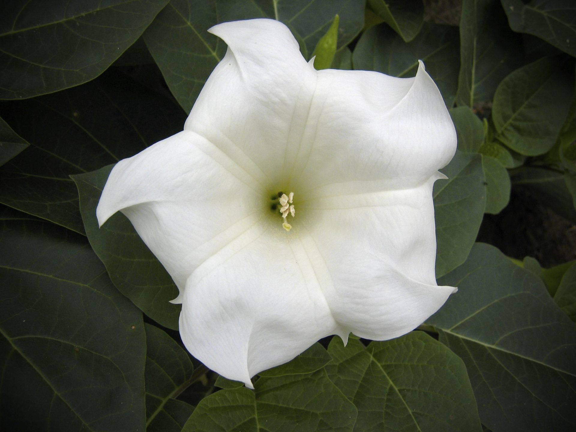 OSC Moonflower Seeds - Packet