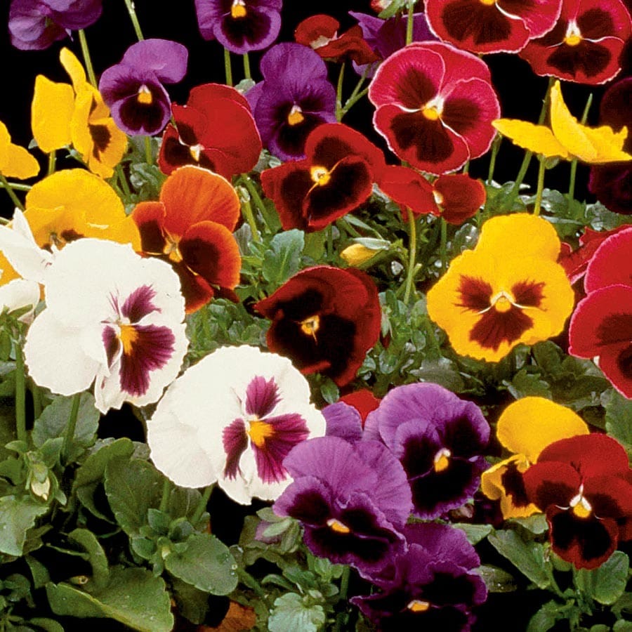 OSC Super Swiss Giant Pansy Seeds (Mixed Colours) - Packet