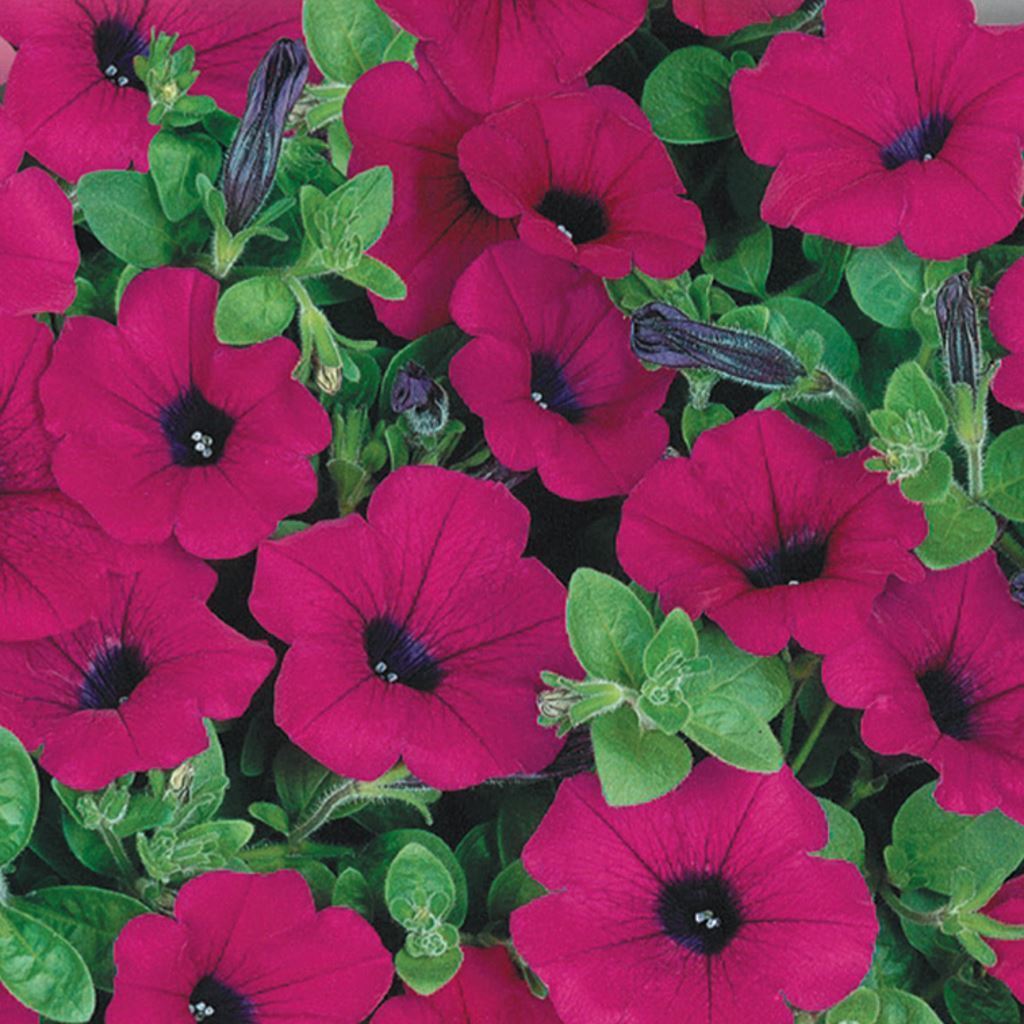 OSC Purple Wave Petunia Seeds (Ground Cover Type) - Packet