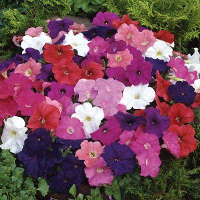 OSC Gradiflora Dwarf Bedding Petunia Seeds (Mixed Colours) - Packet