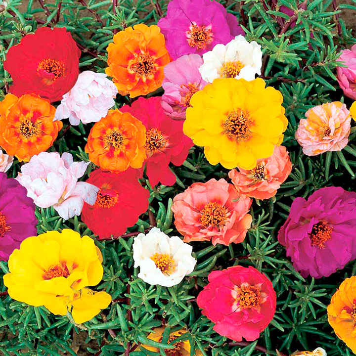 OSC Double Mixed Portulaca Seeds - Packet