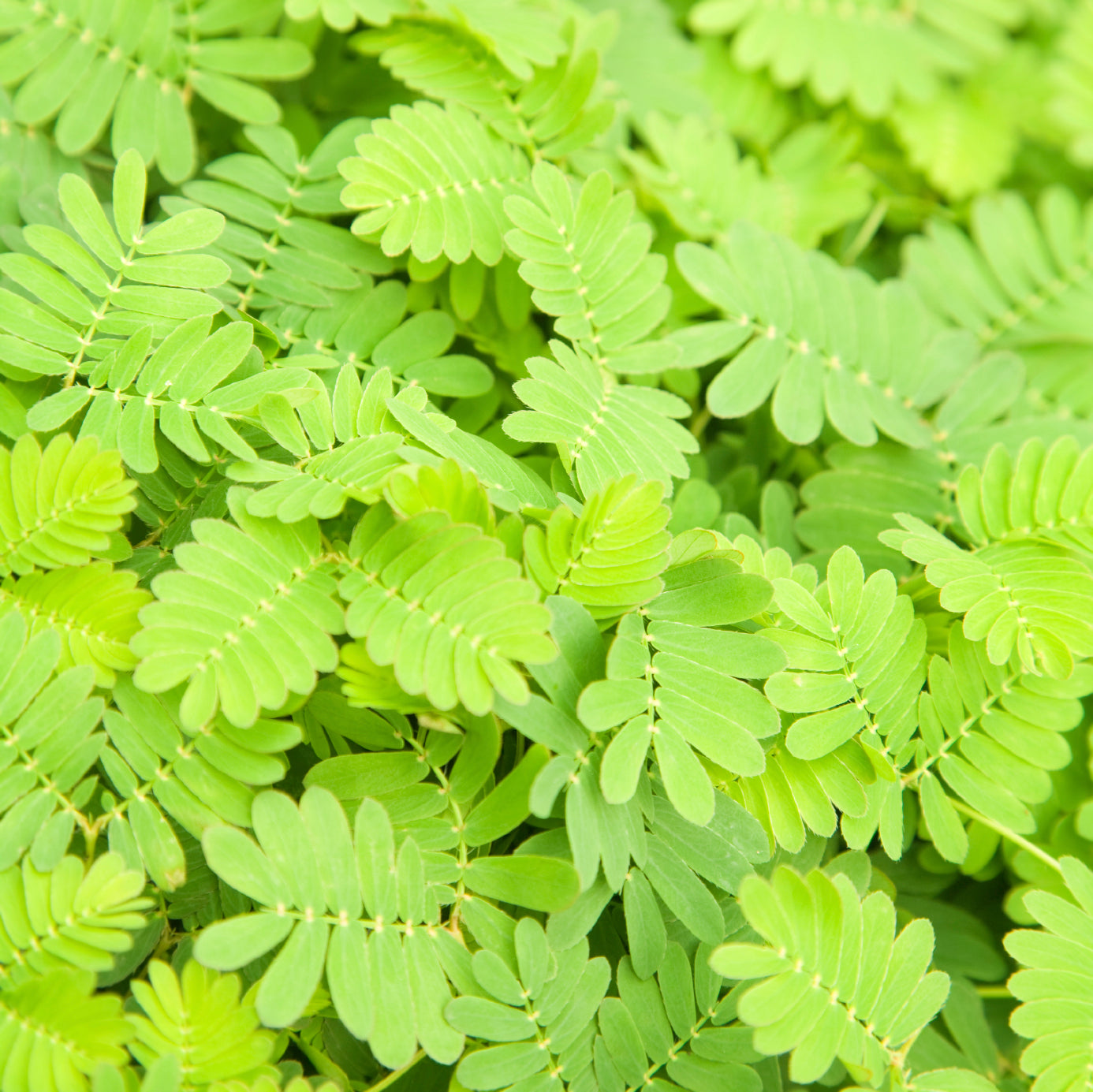 OSC Mimosa or Sensitive Plant Seeds ( Mimosa Pudica ) - Packet