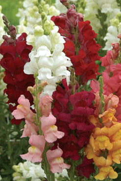 OSC Panorama Snapdragon Seeds - Packet
