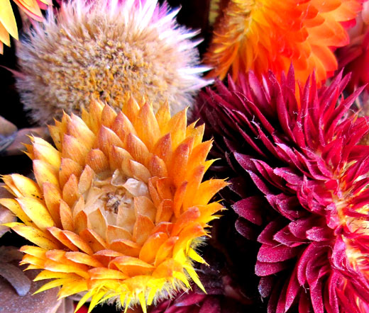 OSC Mixed Colour Strawflower Seeds - Packet