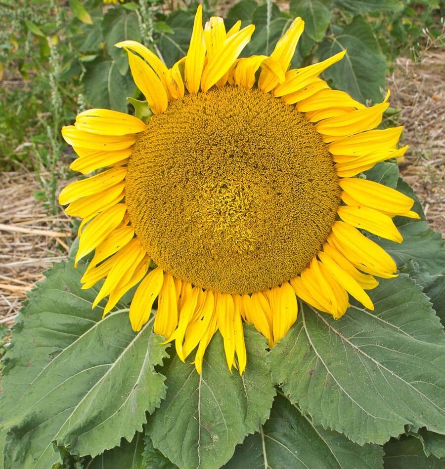 OSC Sunspot Dwarf Sunflower Seeds - Packet