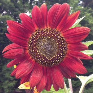 OSC Velvet Queen Sunflower Seeds - Packet