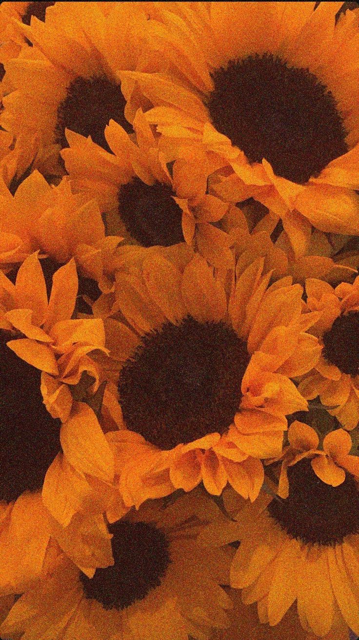 OSC Dorado Sunflower Seeds - Packet