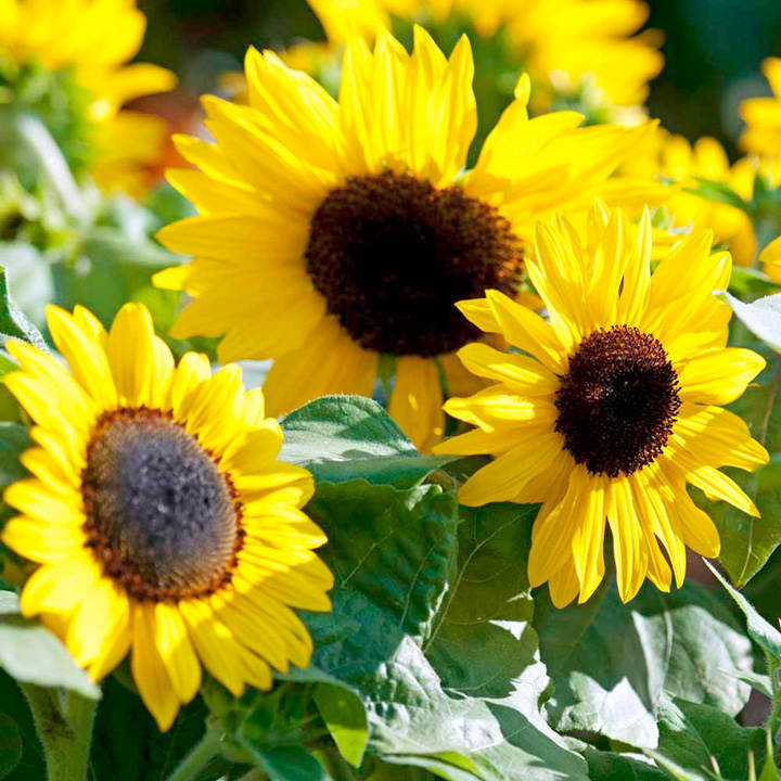 OSC Suntastic F1 Sunflower Seeds - Packet