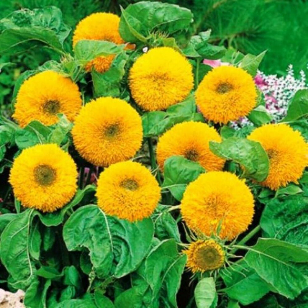 OSC Teddybear Dwarf Sunflower Seeds - Packet