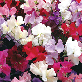 OSC Royal Family Mixed Sweet Peas Seeds (Climbing Type) - Packet