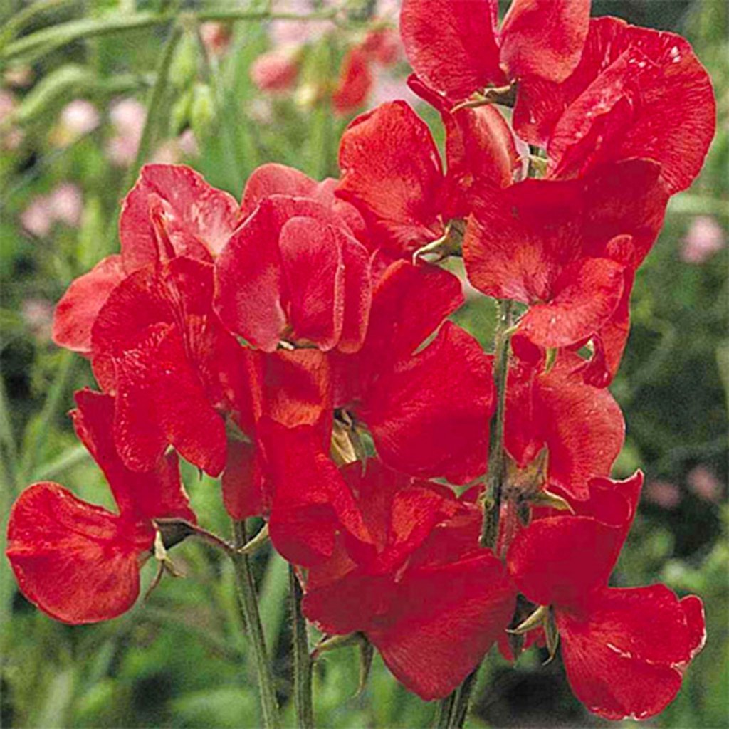 OSC Royal Scarlet Sweet Peas Seeds (Climbing Type) - Packet