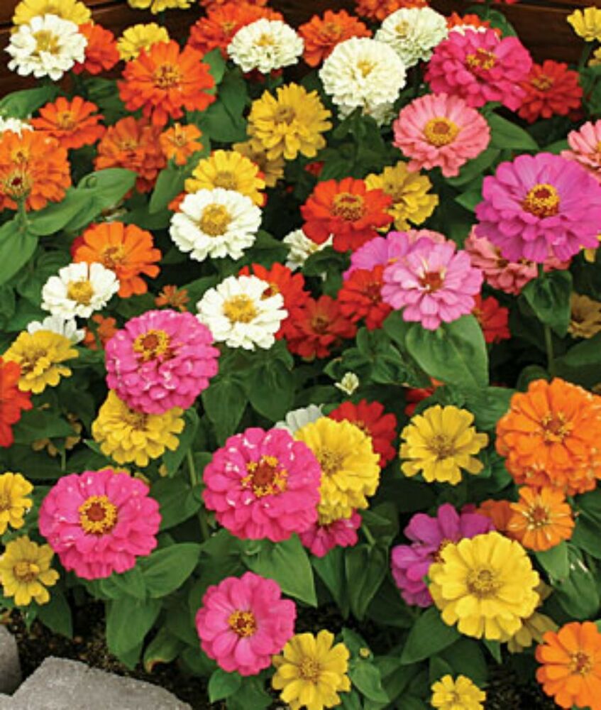 OSC Thumbelina Dwarf Mixture Zinnia Seeds - Packet