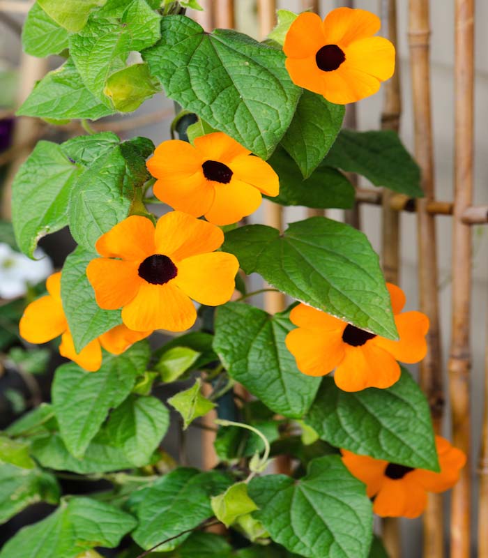 OSC Black Eyed Susan Vine Thunbergia Seeds - Packet