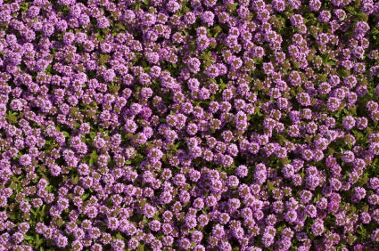 OSC Creeping Thyme Seeds - Packet