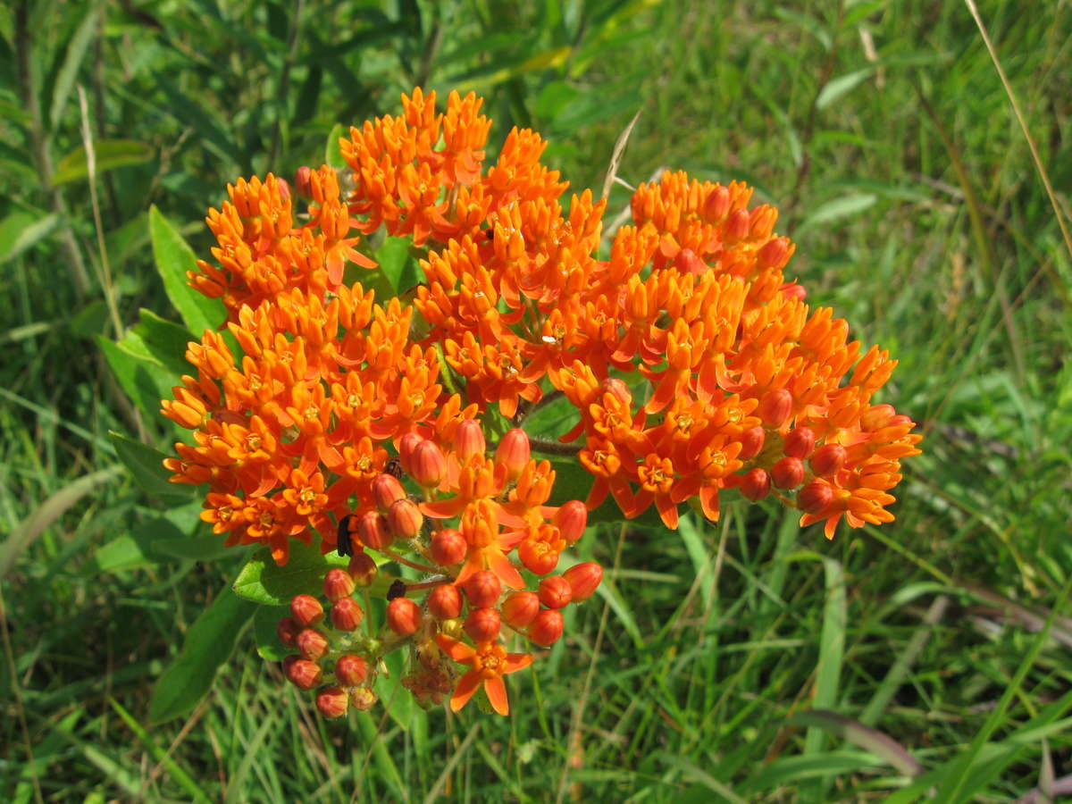 OSC Butterfly Weed Seeds - Packet