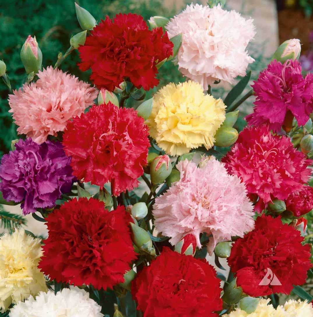 OSC Chabauds Giant Carnation Seeds (Mixed Colours) - Packet