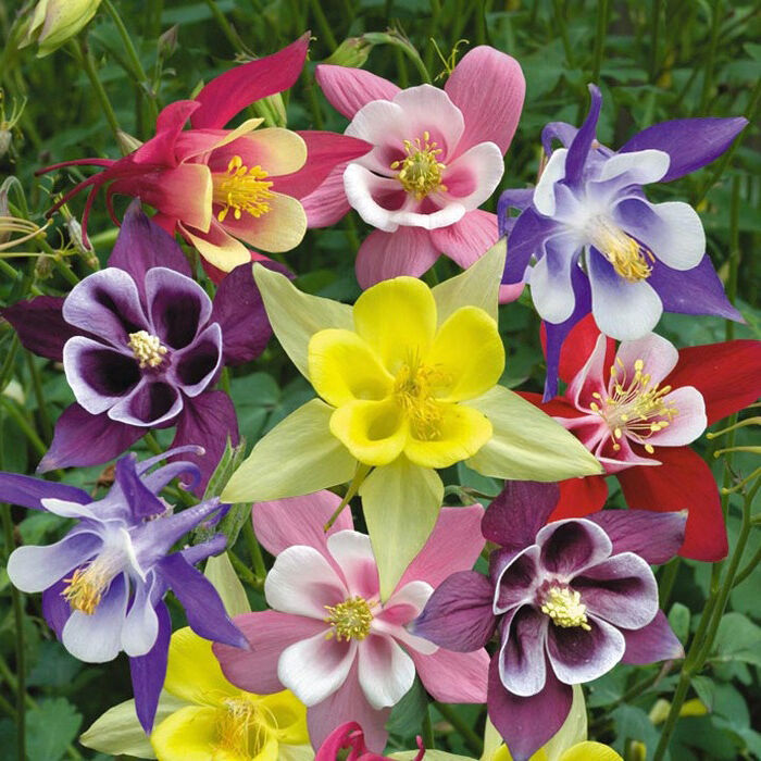 OSC McKana Giants Columbine Seeds - Packet