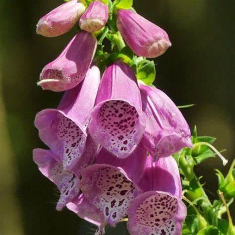 OSC Excelsior Hybrid Foxglove Seeds - Packet