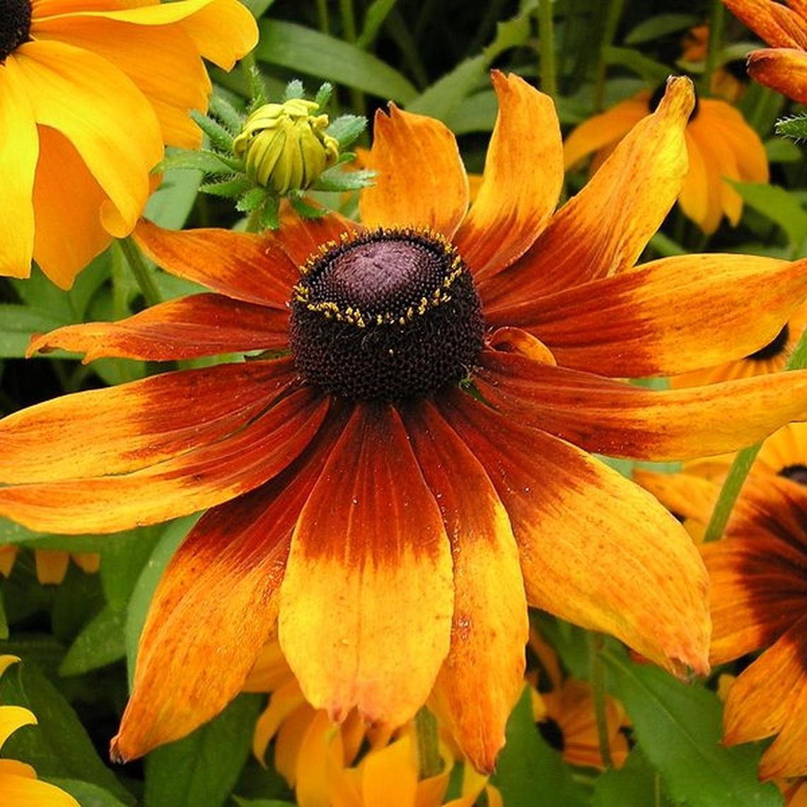 OSC Gloriosa Daisy Seeds - Packet